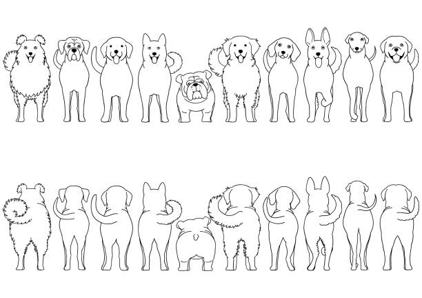 ilustrações de stock, clip art, desenhos animados e ícones de dogs breed border set line art - dog group of animals variation in a row