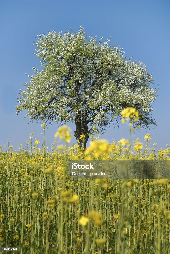 Spring Meadow  Agricultural Field Stock Photo