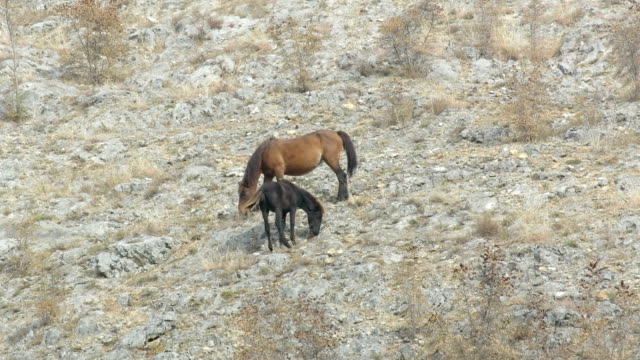 Wild Horses Grazing Close Up on Natural habitat - Hillside