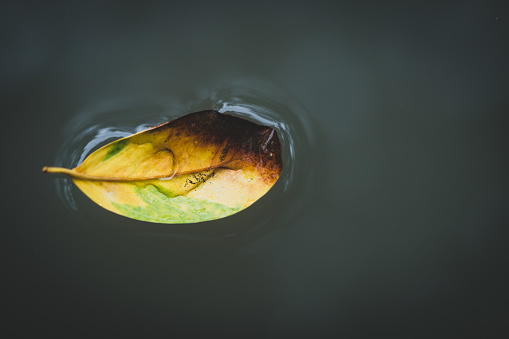 Dirty yellow leaf floating on water surface using as abstract and background concept