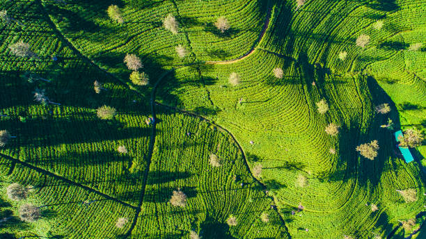 istock Tea plantation near Haputale. Sri Lanka. 1131497430
