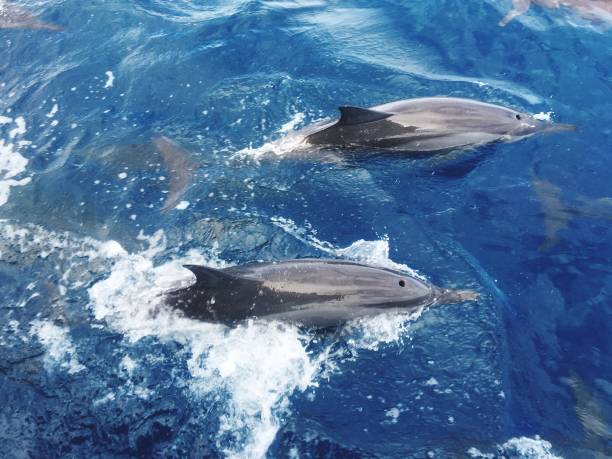 istock Dolhpins at the maldives 1131499499