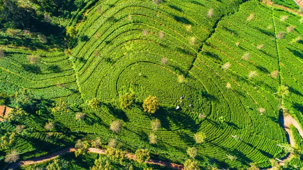 Photo of Tea plantation near Haputale. Sri Lanka.