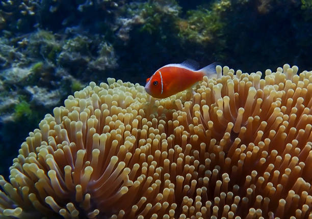 istock Bright Orange Anemonefish or Clown Fish Underwater over Anemone 1131502169