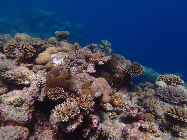 istock Bright Coral Reef with Clown Fish on Blue Background 1131502199
