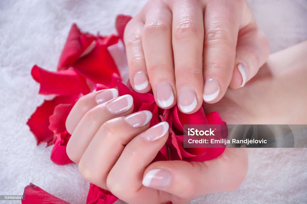 Woman with french nails polish manicure holding red rose petals in beauty salon Girl with french nails polish manicure holding red rose petals in beauty salon. Beauty and Manicure concept. Close up, selective focus Adult Stock Photo