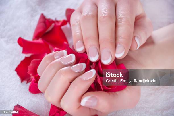Woman With French Nails Polish Manicure Holding Red Rose Petals In Beauty Salon Stock Photo - Download Image Now