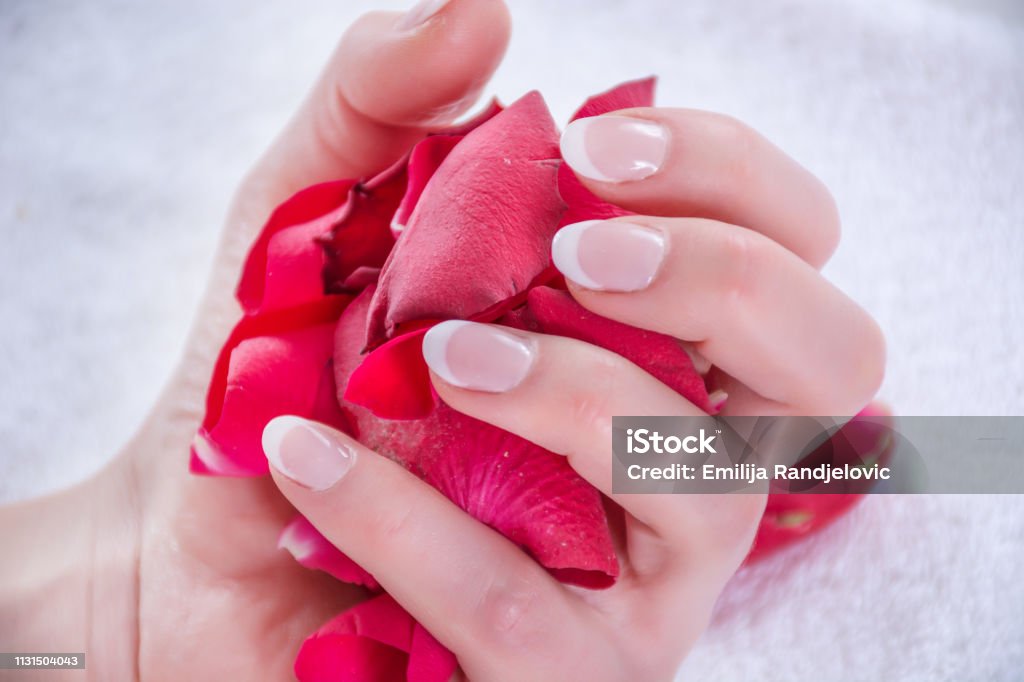 Girl hands with french nails polish style holding red rose petals in studio Woman hands with french nails polish style holding red rose petals in studio. Manicure and Beauty concept. Close up, selective focus Adult Stock Photo