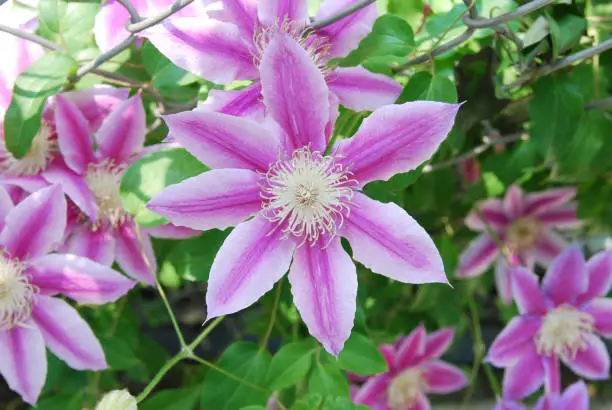 Purple and White Clematis