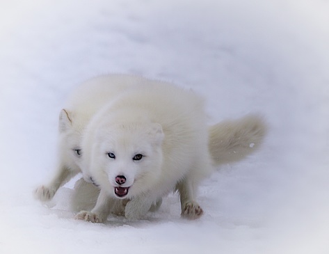 two beautiful snow white arctic fox racing in the snow