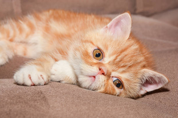 istock Little kitten exotic breed color red marble lying on the couch 1131507150