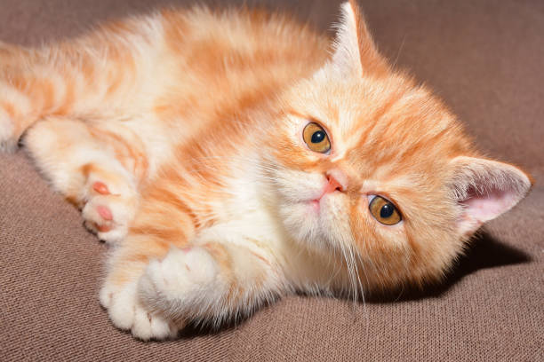 istock Little kitten exotic breed color red marble lying on the couch 1131507204