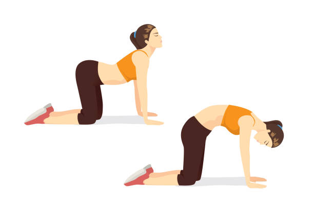 Woman doing body Stretching with Cat Cow Exercise in 2 step in 2 step. Woman doing body Stretching with Cat Cow Exercise in 2 step in 2 step. Illustration about workout posture for spinal flexibility. animal neck stock illustrations