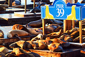 Sunbathing Harbor Seals