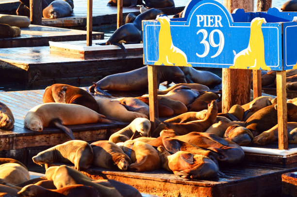Sunbathing Harbor Seals Seals sun themselves at Fisherman's Wharf, San Francisco fishermans wharf san francisco photos stock pictures, royalty-free photos & images