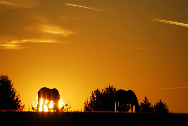 istock Sunrise at a horse farm 1131509210