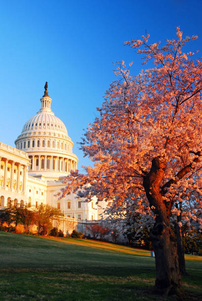 米国国会議事堂の桜 - cherry blossom cherry tree tree washington dc ストックフォトと画像