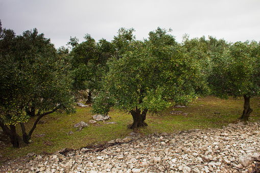 Olives and Fig Orchard in Croatia, Europe.