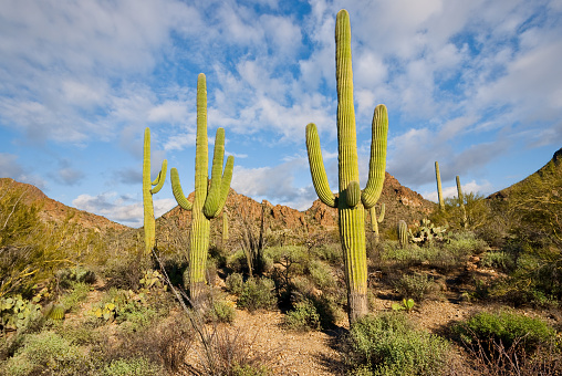 The Saguaro Cactus (Carnegiea Gigantea) is one of the iconic plants of the Sonoran Desert in Southern Arizona and Western Sonora, Mexico. These plants are large cacti that develop branches as they grow and mature. The branches generally bend upward but not always. The fluted trunks and branches of the saguaro are covered with protective spines. In the late spring the plant develops white flowers and red fruit forms in the summer. Saguaros are found only in the Sonoran Desert. To thrive they need water and the correct temperature. At higher elevations, the cold weather and frost can kill the saguaro. The Sonoran Desert experiences monsoon rains during July and August. This is when the saguaro obtains the moisture it needs to survive and thrive. These saguaro were found at Gates Pass in Saguaro National Park near Tucson, Arizona, USA.