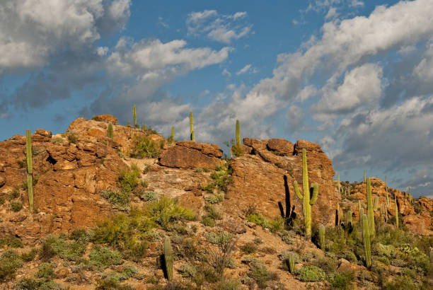 istock Saguaro Cactus at Gates Pass 1131510292