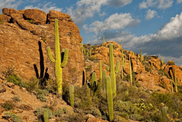 Saguaro Cactus at Gates Pass