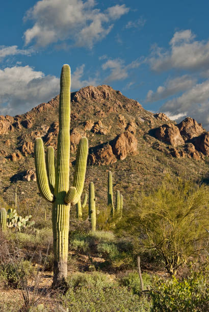 The Saguaro Cactus (Carnegiea Gigantea) is one of the iconic plants of the Sonoran Desert in Southern Arizona and Western Sonora, Mexico. These plants are large cacti that develop branches as they grow and mature. The branches generally bend upward but not always. The fluted trunks and branches of the saguaro are covered with protective spines. In the late spring the plant develops white flowers and red fruit forms in the summer. Saguaros are found only in the Sonoran Desert. To thrive they need water and the correct temperature. At higher elevations, the cold weather and frost can kill the saguaro. The Sonoran Desert experiences monsoon rains during July and August. This is when the saguaro obtains the moisture it needs to survive and thrive. These saguaro were found at Gates Pass in Saguaro National Park near Tucson, Arizona, USA.