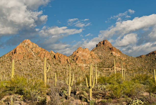 istock Saguaro Forest Near the Tucson Mountains 1131510814