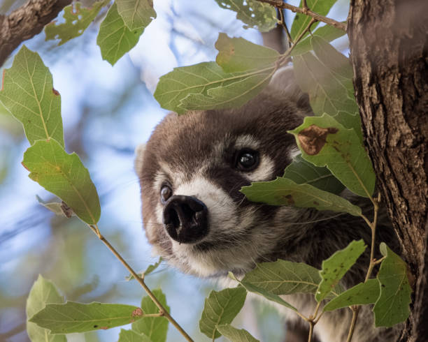 un coatimundi dal dal nome bianco coetanei attraverso le foglie a madera, canyon arizona - coati foto e immagini stock