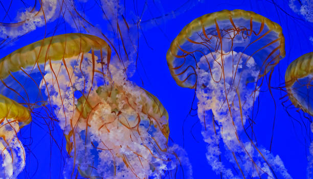 die gnade des pazifischen meeres brennnessel-jelly-fisch - jellyfish translucent sea glowing stock-fotos und bilder