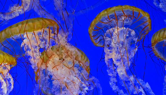 A horizontal frame with several glowing Sea Nettle Jellyfish gracefully gliding together against a rich royal blue background
