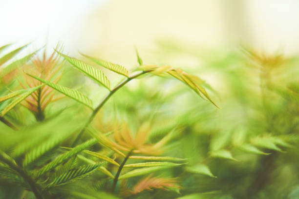 Delicate fern leaves in Spring sunshine