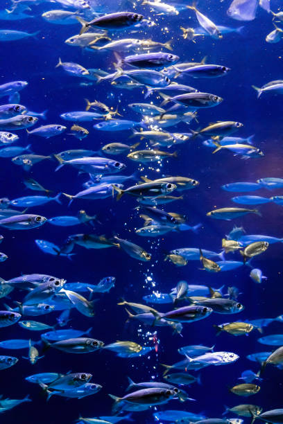 istock Fish in the aquarium 1131517185