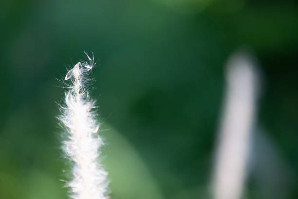 Flowers of thatch grass with the blurred green background