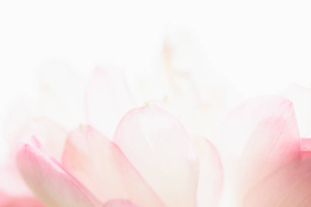 istock Sweet color lotus  in soft style for background 1131521578