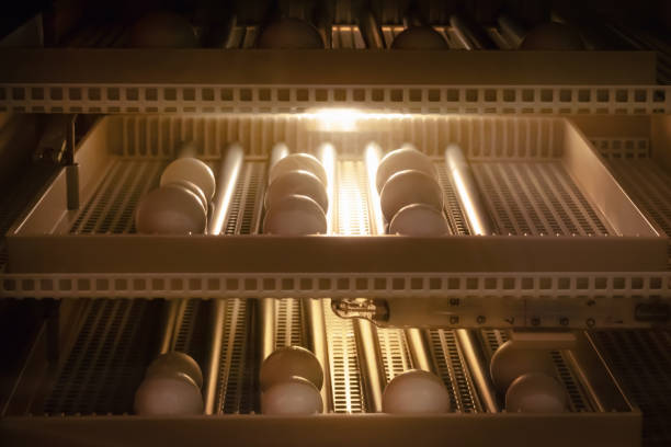 egg incubator machine background. bird egg with hatching in farm. - chicken hatchery imagens e fotografias de stock