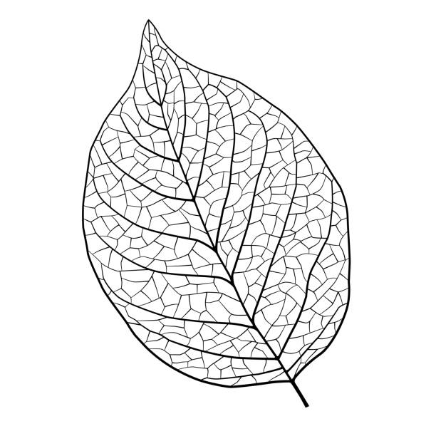 ilustrações, clipart, desenhos animados e ícones de material da ilustração da veia de folha - leaf vein