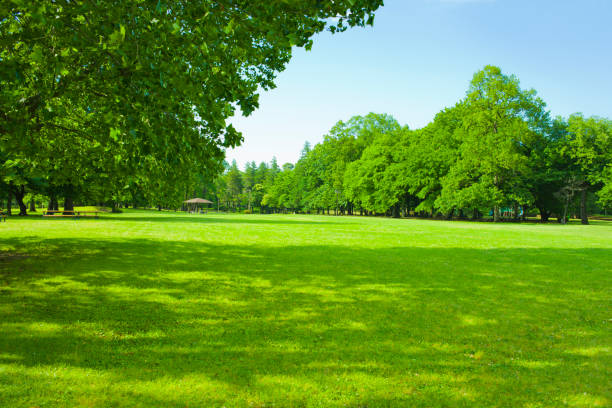 istock shade of tree in the garden 1131523433