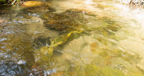istock Bright water flowing from the waterfall in southern Thailand 1131523569