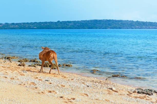 Javan Rusa deer on sea beach
