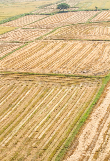istock Paddy field in western Thailand 1131524831