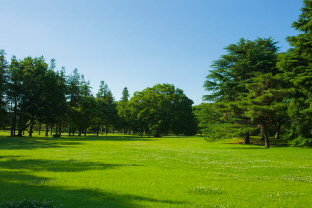 istock tree and lawn in the garden 1131525621