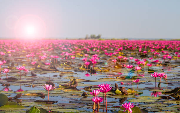 Red lotus sea Red lotus sea at Udonthani,Thailand. summer flower lake awe stock pictures, royalty-free photos & images