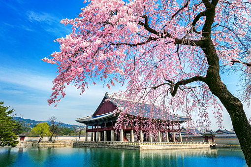 Gyeongbokgung Palace with cherry blossom in spring, Seoul in Korea.