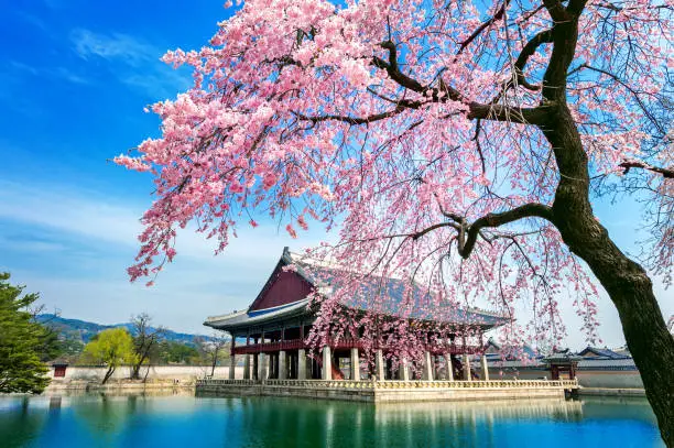 Photo of Gyeongbokgung Palace with cherry blossom in spring, Seoul in Korea.