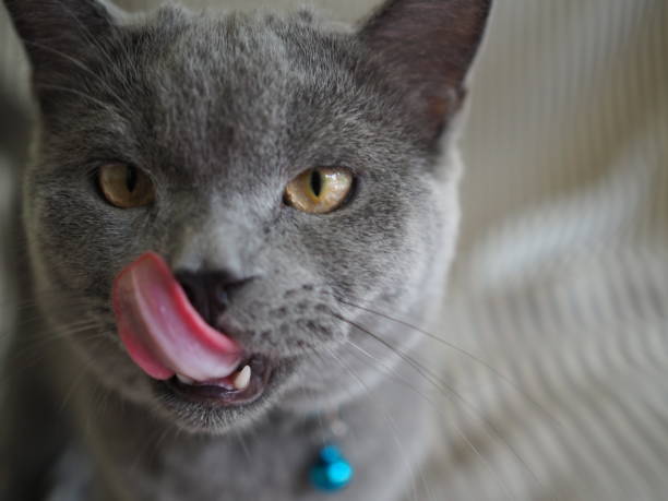 istock British Shorthair Cat 1131527001