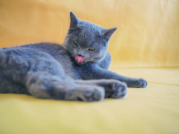 istock British Shorthair Cat 1131527035
