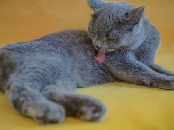 istock British Shorthair Cat 1131527037