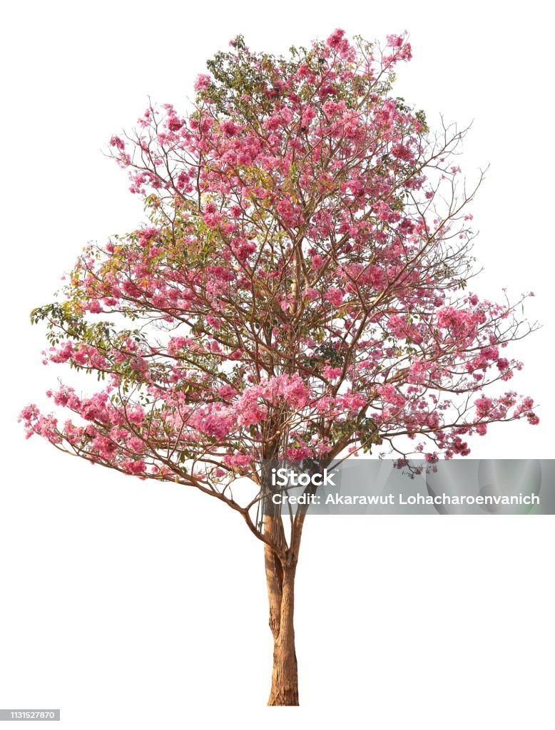 Tabebuia Árbol Rosado Poul O Rosa Trompeta Flor El Árbol Nacional De El Salvador En Plena Floración Durante La Temporada De Primavera Aislado Sobre Fondo Blanco Foto de stock y más banco Tabebuia Árbol Rosado Poul O Rosa Trompeta Flor El Árbol Nacional De El Salvador En Plena Floración Durante La Temporada De Primavera Aislado Sobre Fondo Blanco Foto de stock y más banco