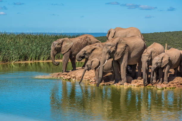 istock Elephant’s herd at water hole, South Africa 1131529551