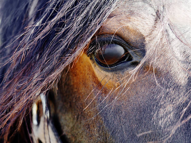 野生の馬の肖像。目のクローズアップと長いたてがみを飛んで - chestnut close up close to macro ストックフォトと画像